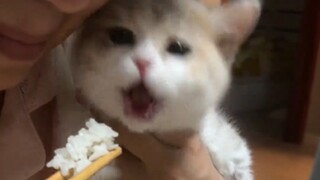 Mom! My mouth is here