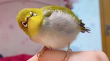 [Burung imut] Burung yang marah sambil manja ternyata lucu, ya?