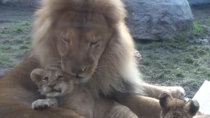 The little lion really likes the male lion’s big mane—it’s so warm~