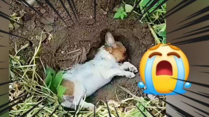 ⚡⚡شياوهوا 😭😭وداعا 😭😭شياوهوا ⚡⚡