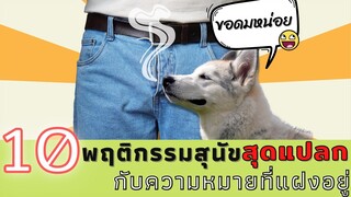 10 พฤติกรรมสุดแปลกของน้องหมา กับความหมายที่แฝงอยู่ที่คุณอาจไม่เคยรู้ #ECOBOK