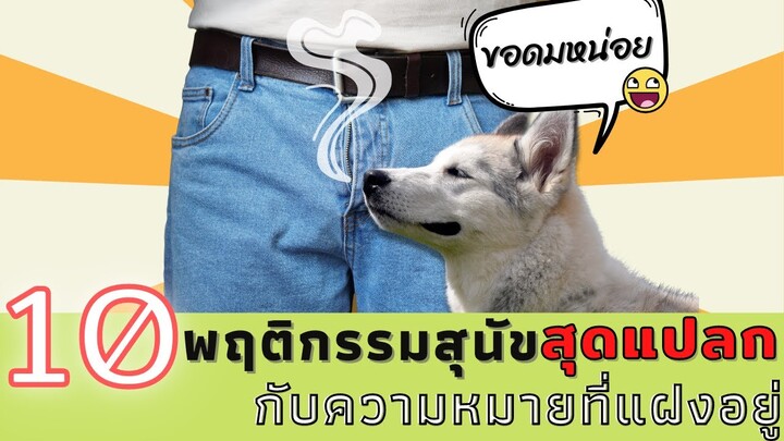 10 พฤติกรรมสุดแปลกของน้องหมา กับความหมายที่แฝงอยู่ที่คุณอาจไม่เคยรู้ #ECOBOK