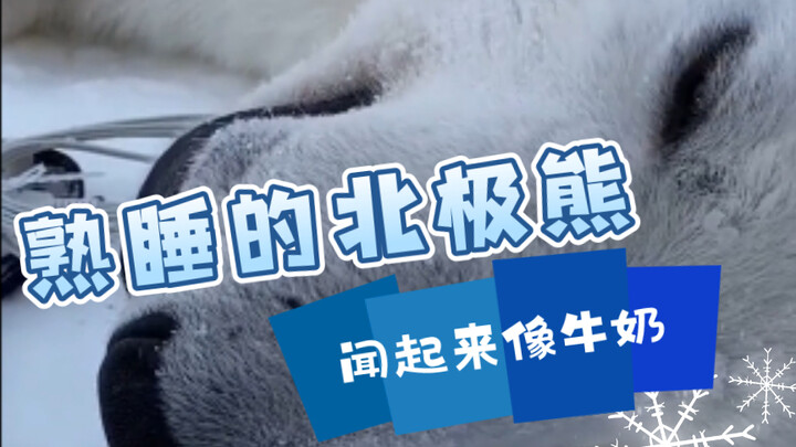 A sleeping polar bear smells like milk.