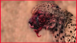 Cheetah' Bloodthirst Make Them Unstoppable.