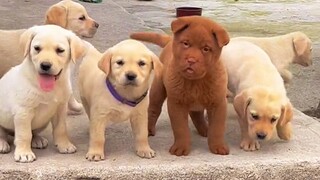 真个是又土又可爱的狗东西啊