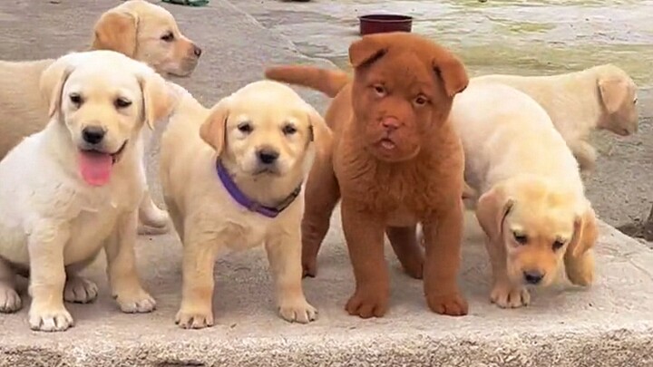 What a totally cheesy yet adorable little dog!