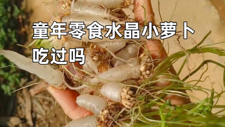 童年零食水晶小萝卜是什么植物