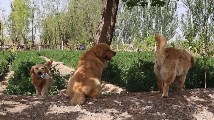 Sesaat jadi nggak tahu nih sebenarnya lagi jalanin anjing atau lagi ngembala domba???