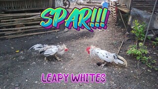 BATTLE OF LEAPY WHITES         JRP Gameyard