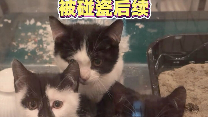 Kronologi lanjutan insiden kucing susu yang terus-menerus bikin onar sudah keluar! Hamster-nya kabur