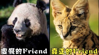 【泛式】花40元进动物园吸薮猫，却对大熊猫彻底幻灭？！