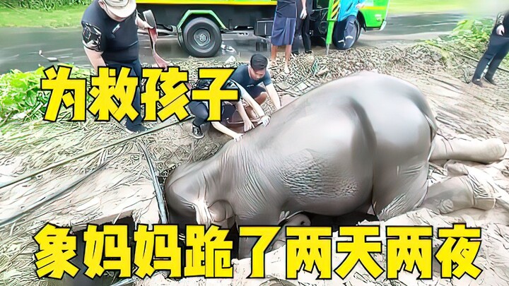 A mother elephant knelt at the cave entrance for two days and two nights to save her baby, until she