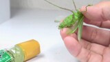 [Animals]Can mustard kill Gordiacea von siebold in a mantis?