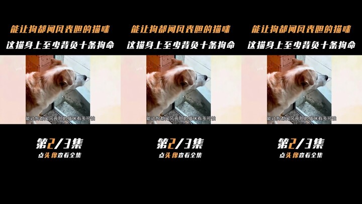 The cat that strikes fear into the hearts of dogs,