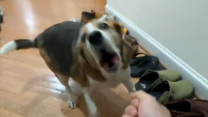 Pada Hari April Mop, mereka kembali menggoda si anjing gemuk; Si Anjing Penyabar pun tetap bersabar 