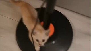 [Five Supplements] On Jianmao TV: Anyone who can hold their breath for 30 seconds without yawning is