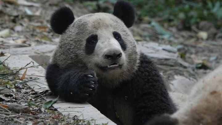 [Animals]The most diligent panda Xiang Guo