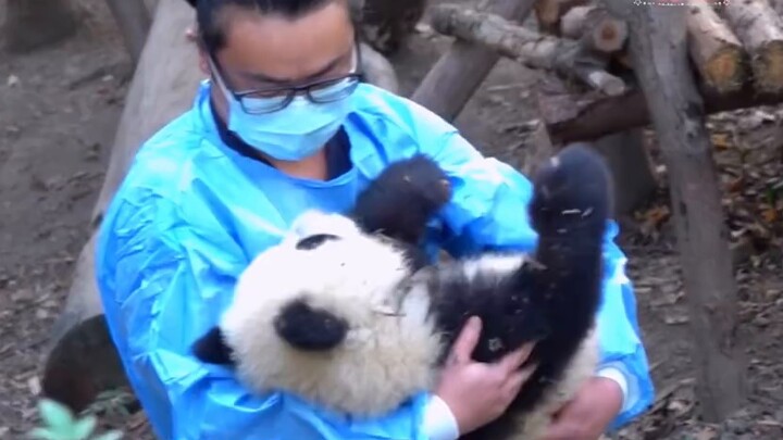 Laughing at it and splashing it with water, can your conscience tolerate such a cute giant panda Fuw
