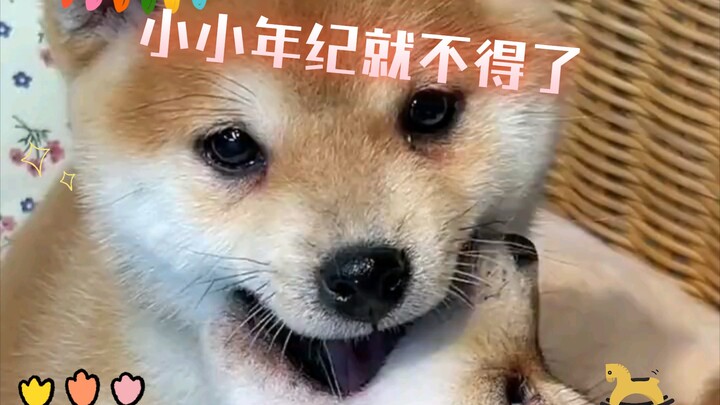 صغير السن جدًا لكنه مذهل جدًا!