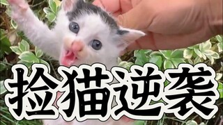 تطورات نمو قطة مشردة على مدار 7 أشهر: العجل الصغير الذي كان عمره 30 يومًا كبر في لمح البصر!