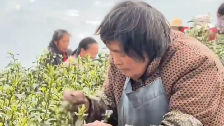 Lên tiếng vì những cô gái hái trà!