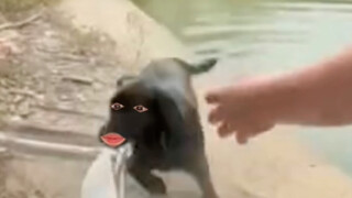 You are a real dog