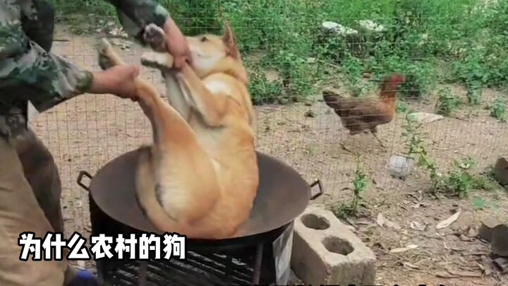 Tại sao chó ở nông thôn, dù không bị xích vẫn không cắn người?