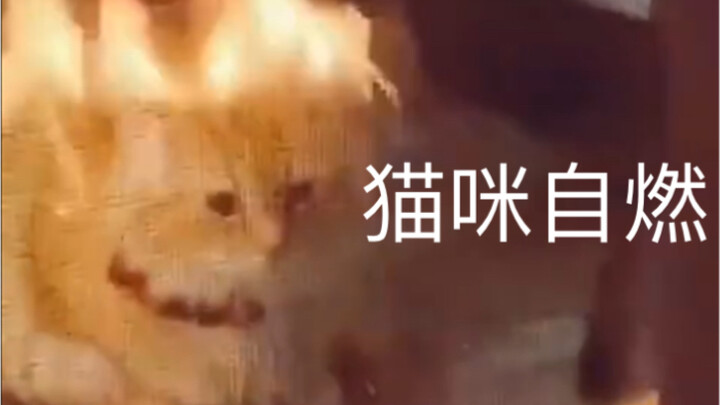 Cat: Trouble, put out the fire first, thanks.