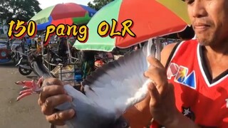 150 pang OLR
