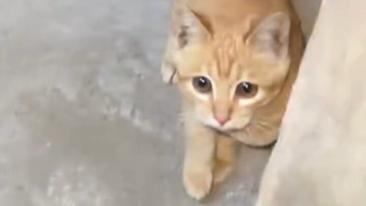 Tentang kucing kecil yang pertama kali mencoba menakut-nakuti orang!