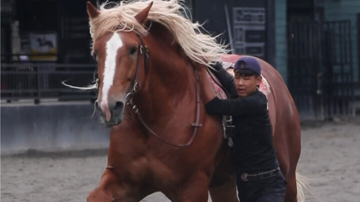 Cách hoạt động của giống ngựa kéo hạng nặng lớn nhất thế giới