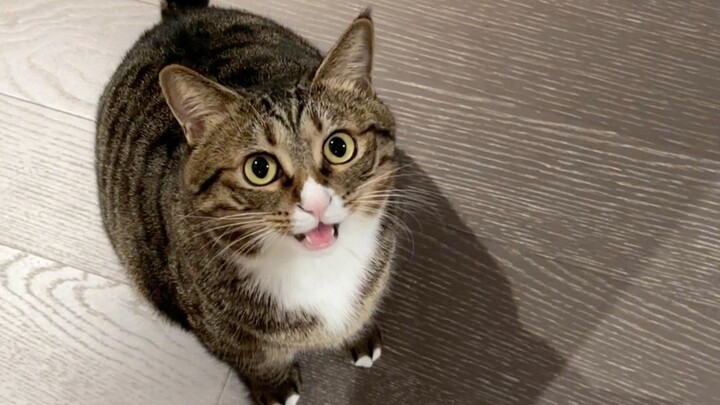 Apakah boleh kalau kucing kecil langsung belajar bahasa Mandarin tanpa melalui bahasa kucing?