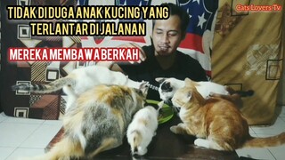 Anak-Anak Kucing Yang Terlantar Di Jalanan Sekarang Mereka Membawa Berkah..! Alhamdulillah