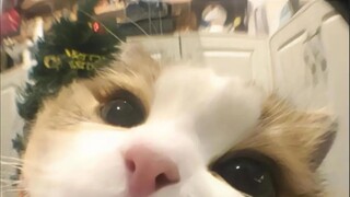🍽️