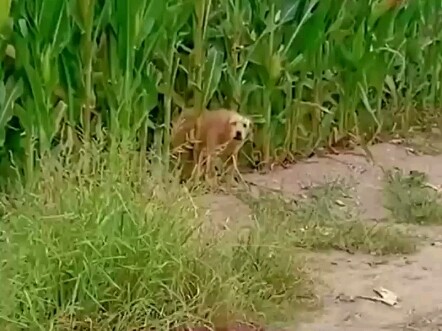 Người cậy thế chó