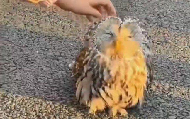 Owl: So annoying—why do I have to work the early shift today?