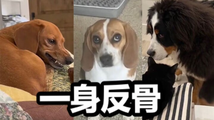 Anjing: Terus apa? Kamu bilang enggak boleh, terus jadi enggak boleh begitu aja?