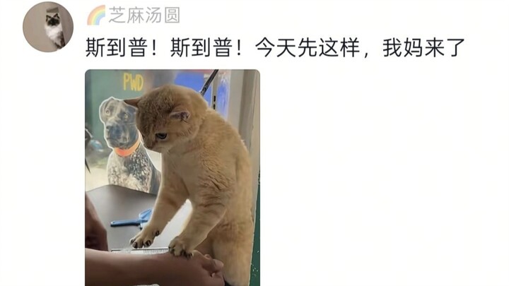 Ôi dễ thương quá! Cắt được một nửa thì phát hiện mẹ đến đón mèo của mình 🐱