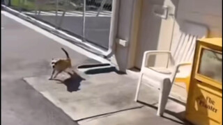 Immersive dog chase