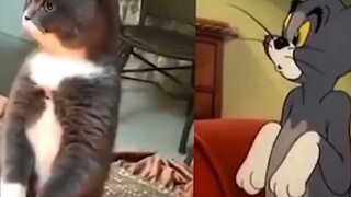 As we all know, Tom and Jerry is not only a cartoon but also a documentary.