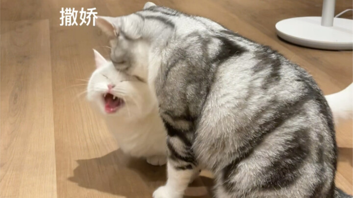 Does it look like how you act when you’re being cute with your boyfriend?