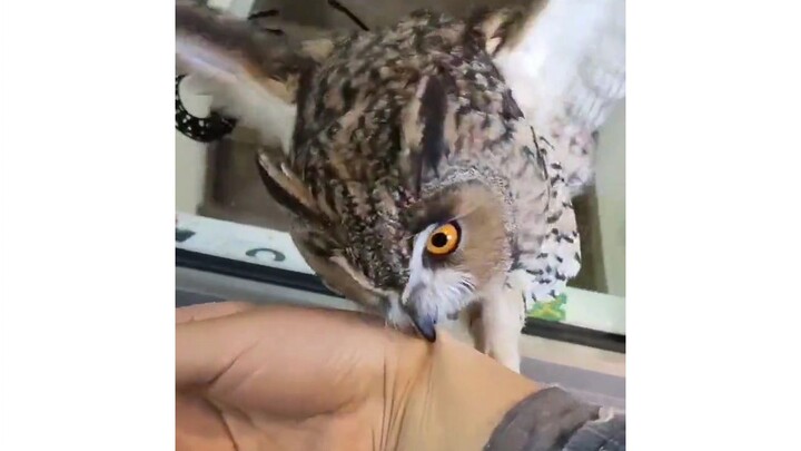 You stinking litter-pickin’ jerk, it’s too late—how dare you make me go hungry?! I’m gonna eat you!!