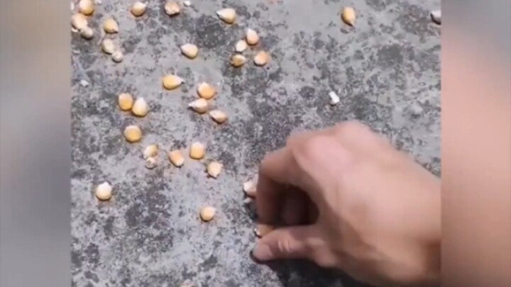 Can you husk corn? — City folks don’t husk corn. We’re here to cure what ails you!