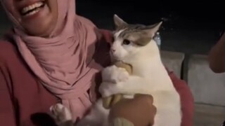 Cat holding teddy bear tightly