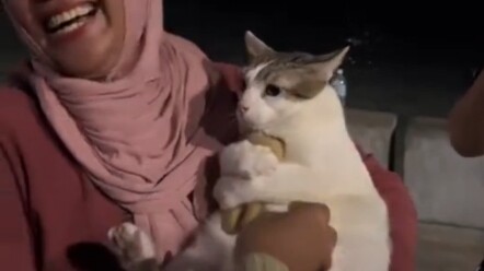 Kucing memegang boneka beruang dengan erat