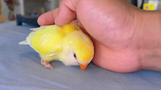 [Animal] Newly hatched birds