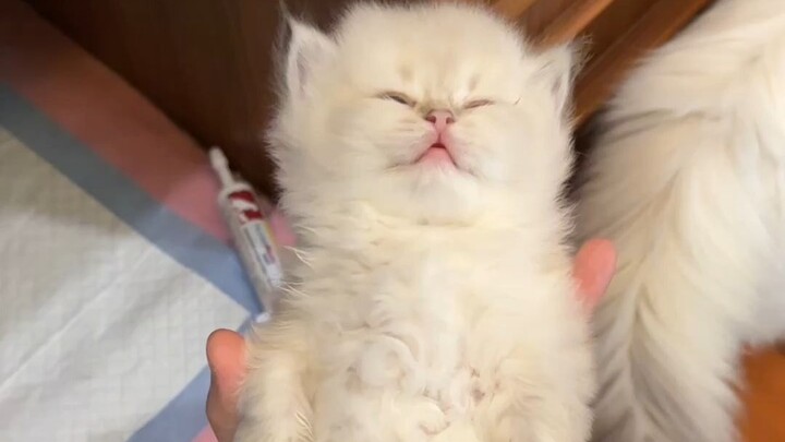 The New Year–themed cat phone is here!