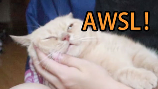 把脚给自己家的猫咪闻会发生什么？