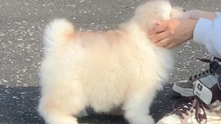 “When a little dog likes someone, its tail can’t hide it.”