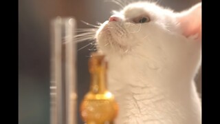 Dia layak diakui sebagai orang yang bertanggung jawab atas ketampanan! Bukankah ini kucing dalam mim